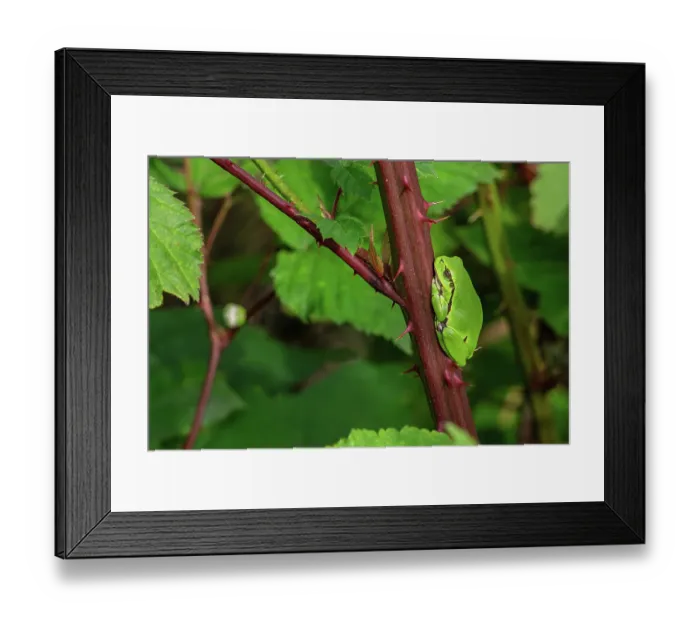 Framed Print : European tree frog (Hyla arborea) sunning on prickly stem of bramble bush, Belgium. June Framed Print : European tree frog (Hyla arborea) sunning on prickly stem of bramble bush, Belgium. June