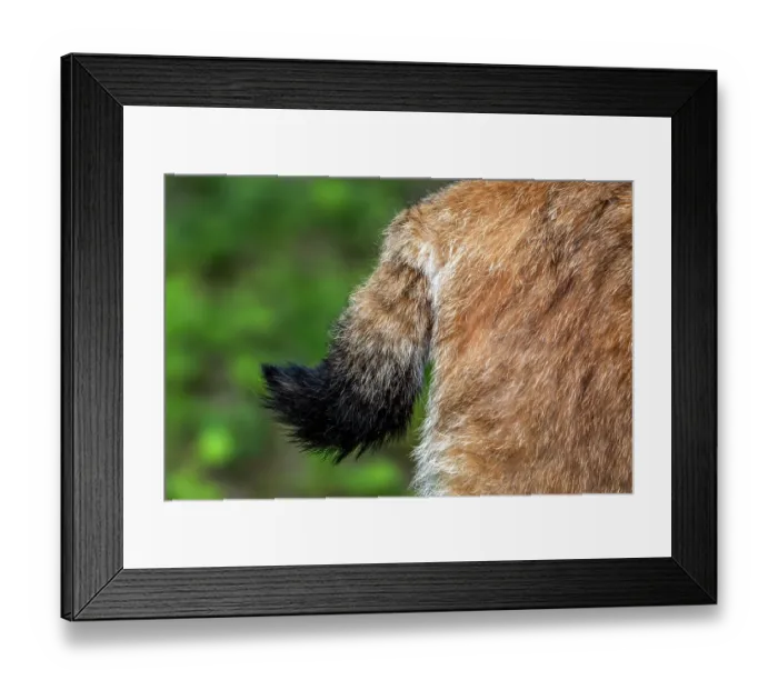 Framed Print : Eurasian lynx (Lynx lynx) close-up of tail with black tip and fur, Germany. June. Captive Framed Print : Eurasian lynx (Lynx lynx) close-up of tail with black tip and fur, Germany. June. Captive