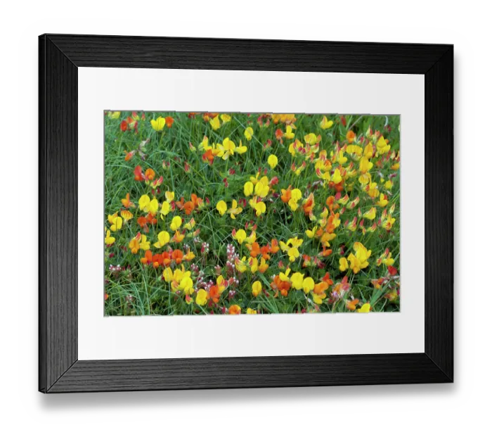 Framed Print : Common bird's-foot-trefoil (Lotus corniculatus) in flower, St Mary's, Isles of Scilly, UK. May Framed Print : Common bird's-foot-trefoil (Lotus corniculatus) in flower, St Mary's, Isles of Scilly, UK. May