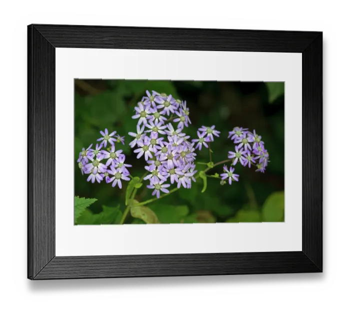 Framed Print : Cineraria (Pericallis hybrida) in flower, St Mary's, Isles of Scilly, UK. May Framed Print : Cineraria (Pericallis hybrida) in flower, St Mary's, Isles of Scilly, UK. May