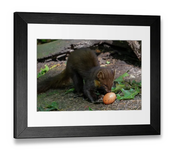 Framed Print : European pine marten (Martes martes) eating stolen chicken egg, Germany. June. Captive Framed Print : European pine marten (Martes martes) eating stolen chicken egg, Germany. June. Captive
