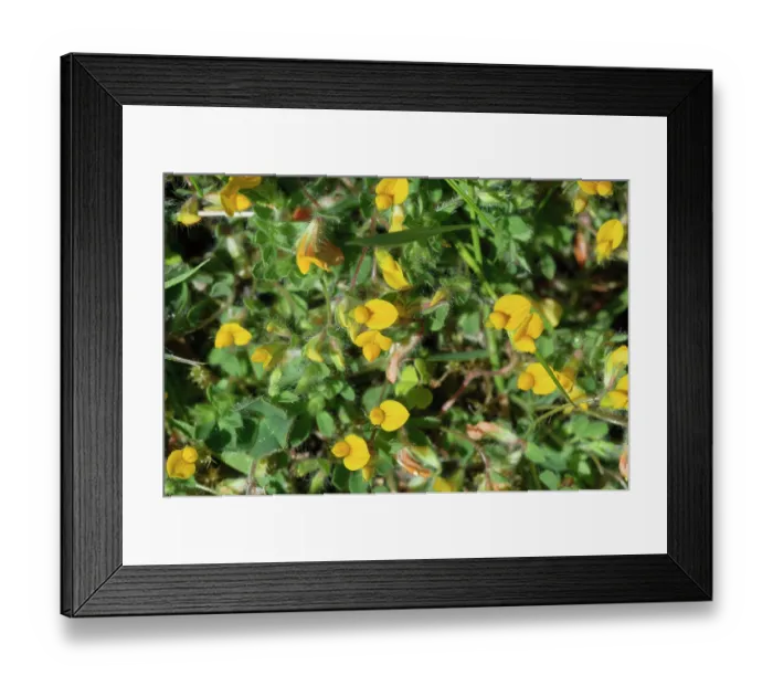 Framed Print : Hairy bird's-foot-trefoil (Lotus subbiflorus) in flower, Tresco, Isles of Scilly, UK. May Framed Print : Hairy bird's-foot-trefoil (Lotus subbiflorus) in flower, Tresco, Isles of Scilly, UK. May