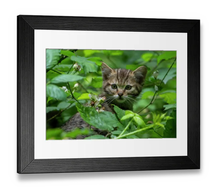 Framed Print : European wildcat (Felis silvestris silvestris) kitten, aged 7 weeks, hiding in bramble bushes, Germany, June. Captive Framed Print : European wildcat (Felis silvestris silvestris) kitten, aged 7 weeks, hiding in bramble bushes, Germany, June. Captive
