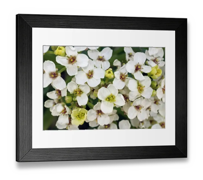 Framed Print : Sea-kale (Crambe maritima) in flower on beach, St Mary's, Isles of Scilly, UK. May Framed Print : Sea-kale (Crambe maritima) in flower on beach, St Mary's, Isles of Scilly, UK. May