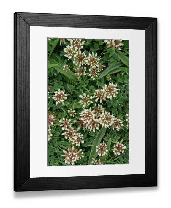 Framed Print : Western clover (Trifolium occidentale) in flower, St Mary's, Isles of Scilly, UK. May Framed Print : Western clover (Trifolium occidentale) in flower, St Mary's, Isles of Scilly, UK. May