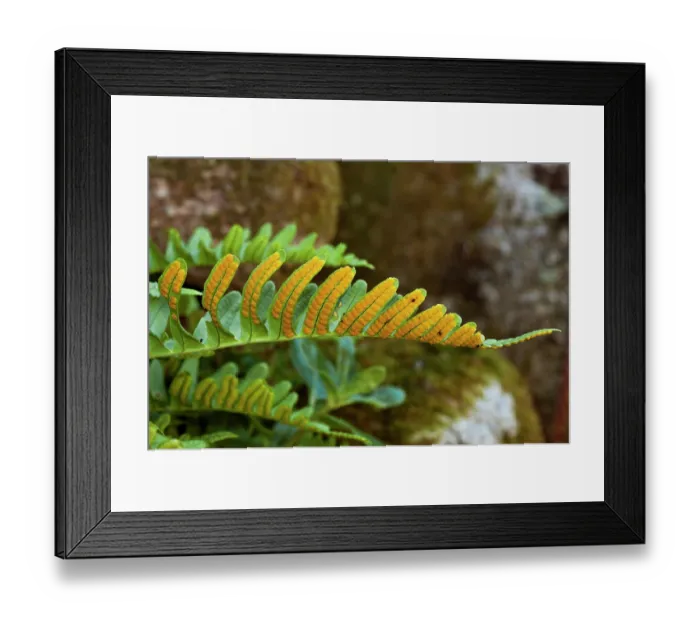 Framed Print : Common polypody fern (Polypodium vulgare) growing on a stone wall, sori on underside of frond are clusters of sporangia containing spores, Bryher, Isles of Scilly, UK. September Framed Print : Common polypody fern (Polypodium vulgare) growing on a stone wall, sori on underside of frond are clusters of sporangia containing spores, Bryher, Isles of Scilly, UK. September