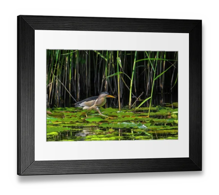 Framed Print : Common little bittern (Ixobrychus minutus) male, walking over water lily pads along reed bed in marshland, Belgium. June Framed Print : Common little bittern (Ixobrychus minutus) male, walking over water lily pads along reed bed in marshland, Belgium. June