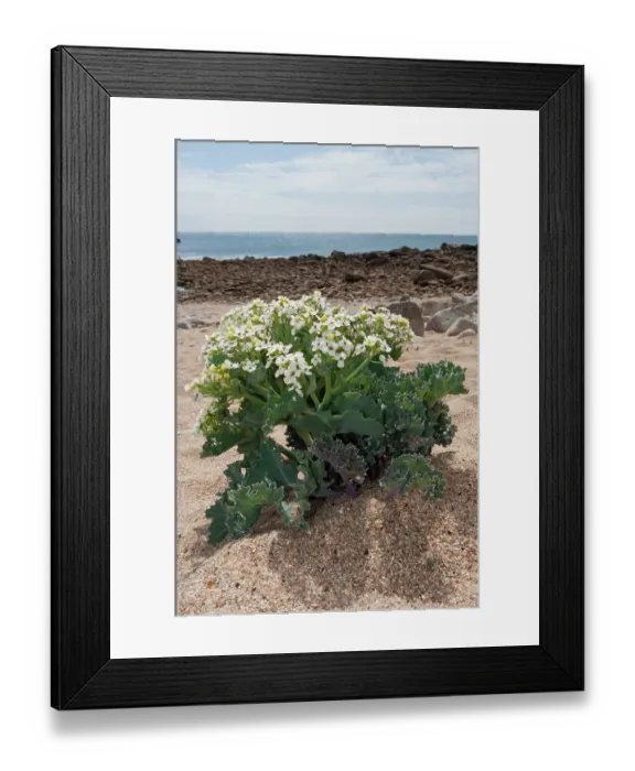 Framed Print : Sea-kale (Crambe maritima) in flower on beach, St Mary's, Isles of Scilly, UK. May Framed Print : Sea-kale (Crambe maritima) in flower on beach, St Mary's, Isles of Scilly, UK. May