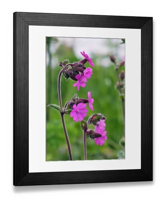 Framed Print : Red campion (Silene dioica) in flower, Bryher, Isles of Scilly, UK. May Framed Print : Red campion (Silene dioica) in flower, Bryher, Isles of Scilly, UK. May