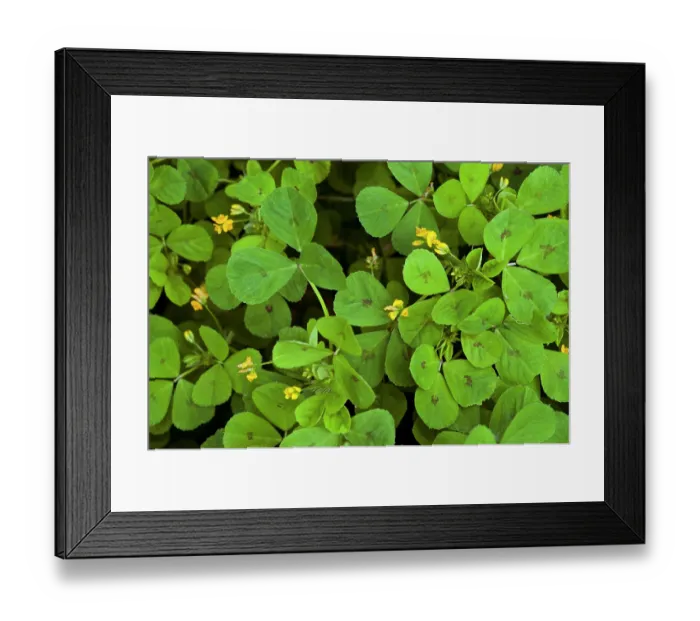 Framed Print : Spotted medick (Medicago arabica) in flower, St Mary's, Isles of Scilly, UK. May Framed Print : Spotted medick (Medicago arabica) in flower, St Mary's, Isles of Scilly, UK. May
