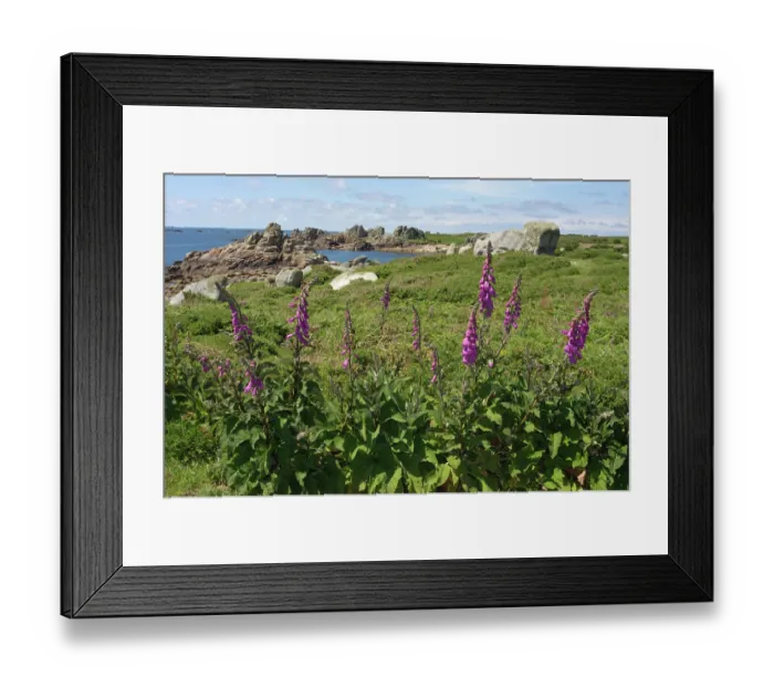 Framed Print : Foxgloves (Digitalis purpurea) in flower, St Agnes, Isles of Scilly, UK. May Framed Print : Foxgloves (Digitalis purpurea) in flower, St Agnes, Isles of Scilly, UK. May