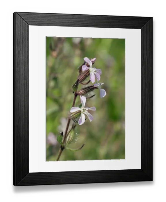 Framed Print : Small-flowered catchfly (Silene gallica) in flower, Tresco, Isles of Scilly, UK. May Framed Print : Small-flowered catchfly (Silene gallica) in flower, Tresco, Isles of Scilly, UK. May