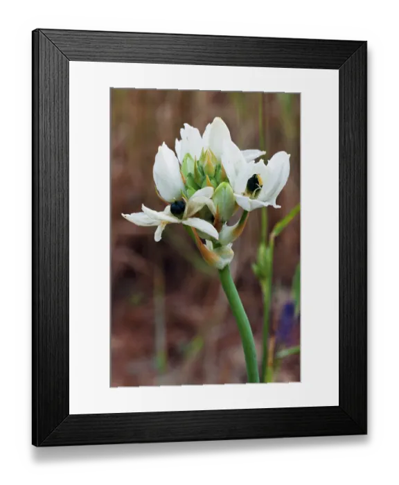 Framed Print : Arabian starflower (Ornithogalum arabicum) in flower, Arta to Capdepera, Majorca, Balearic Islands. April Framed Print : Arabian starflower (Ornithogalum arabicum) in flower, Arta to Capdepera, Majorca, Balearic Islands. April