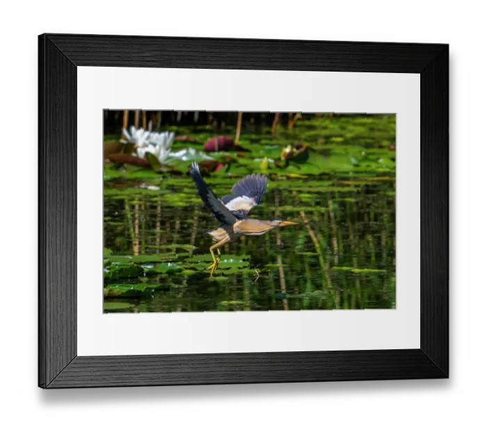 Framed Print : Common little bittern (Ixobrychus minutus) male, taking off from lily pads in marshland, Belgium. June Framed Print : Common little bittern (Ixobrychus minutus) male, taking off from lily pads in marshland, Belgium. June