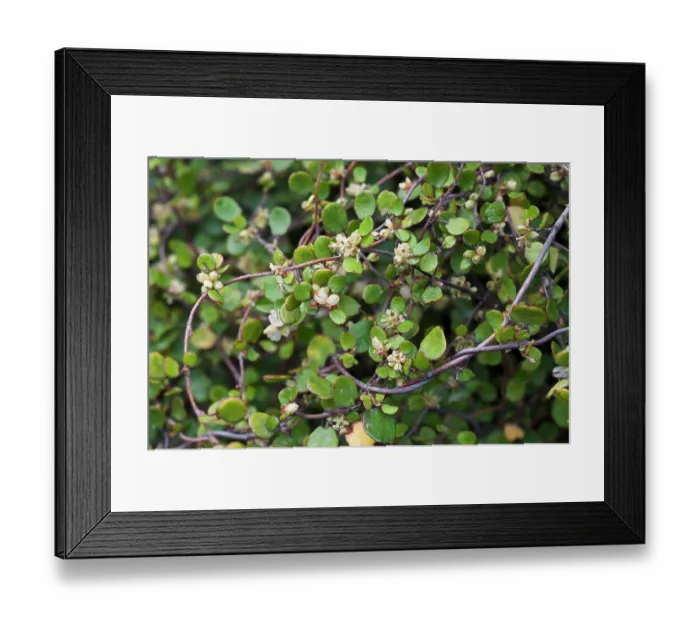 Framed Print : Wireplant (Muehlenbeckia complexa) in flower, St Mary's, Isles of Scilly, UK. September Framed Print : Wireplant (Muehlenbeckia complexa) in flower, St Mary's, Isles of Scilly, UK. September
