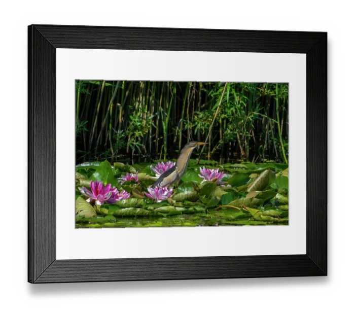 Framed Print : Common little bittern (Ixobrychus minutus) male, standing on lily pads with fish prey in beak in marshland, Belgium. June Framed Print : Common little bittern (Ixobrychus minutus) male, standing on lily pads with fish prey in beak in marshland, Belgium. June