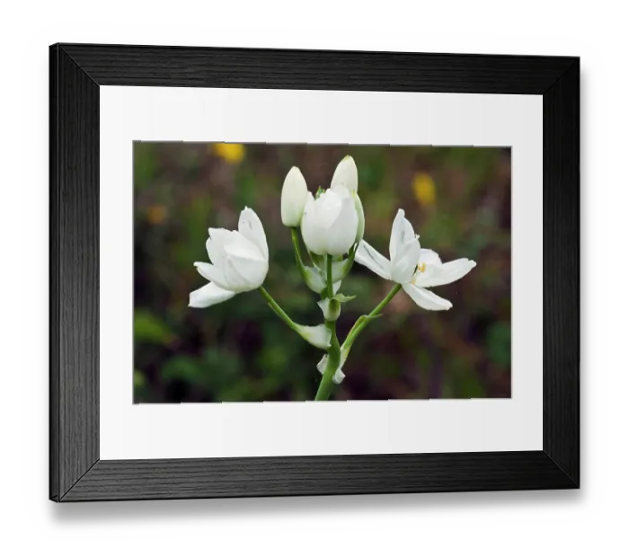 Framed Print : Arabian starflower (Ornithogalum arabicum) in flower, Arta to Capdepera, Majorca, Balearic Islands. April Framed Print : Arabian starflower (Ornithogalum arabicum) in flower, Arta to Capdepera, Majorca, Balearic Islands. April