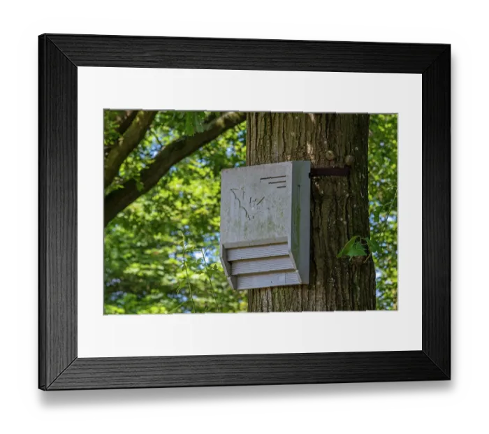 Framed Print : Concrete bat box - artificial roost for bats fixed against tree trunk in forest nature reserve. June, 2024 Framed Print : Concrete bat box - artificial roost for bats fixed against tree trunk in forest nature reserve. June, 2024