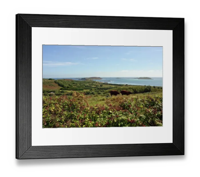 Framed Print : Field margin of bramble with ripening Blackberries (Rubus fruticosus agg.) and Bracken (Pteridium aquilinum), looking towards St Martin's Vineyard, St Martin's, Isles of Scilly Framed Print : Field margin of bramble with ripening Blackberries (Rubus fruticosus agg.) and Bracken (Pteridium aquilinum), looking towards St Martin's Vineyard, St Martin's, Isles of Scilly