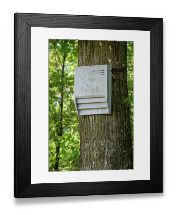 Framed Print : Concrete bat box - artificial roost for bats fixed against tree trunk in forest nature reserve. June, 2024 Framed Print : Concrete bat box - artificial roost for bats fixed against tree trunk in forest nature reserve. June, 2024