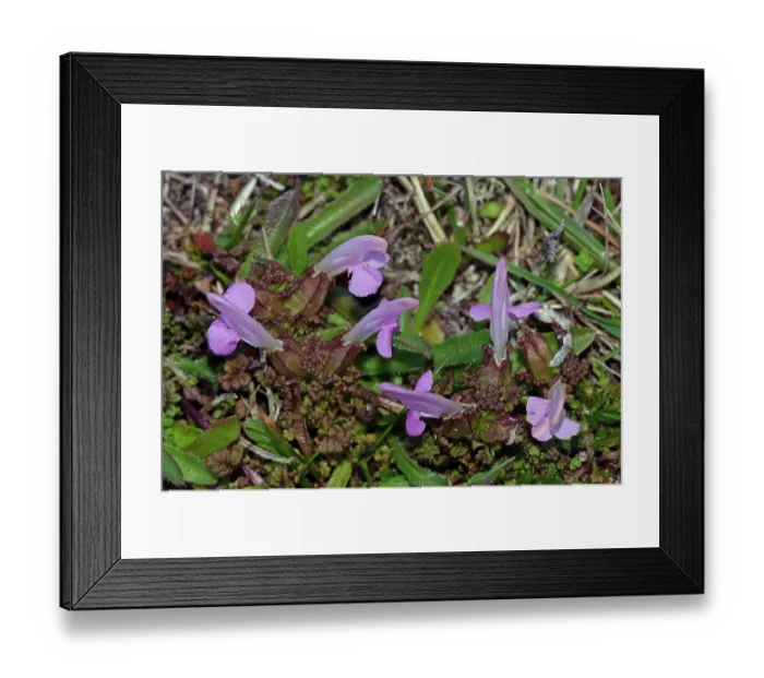 Framed Print : Lousewort (Pedicularis sylvatica) in flower, St Agnes, Isles of Scilly, UK. May Framed Print : Lousewort (Pedicularis sylvatica) in flower, St Agnes, Isles of Scilly, UK. May