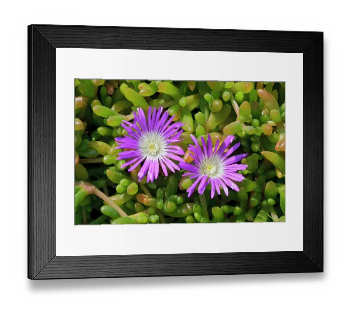 Framed Print : Purple dewplant (Disphyma crassifolium) in flower, naturalised, Tresco, Isles of Scilly, UK. May Framed Print : Purple dewplant (Disphyma crassifolium) in flower, naturalised, Tresco, Isles of Scilly, UK. May