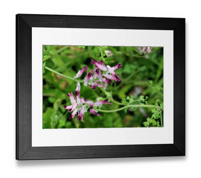 Framed Print : Common ramping-fumitory (Fumaria muralis boraei) in flower, Bryher, Isles of Scilly, UK. May Framed Print : Common ramping-fumitory (Fumaria muralis boraei) in flower, Bryher, Isles of Scilly, UK. May