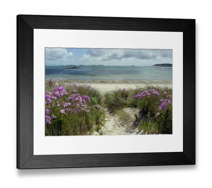 Framed Print : Woad-leaved ragwort (Senecio glastifolius) in flower, growing naturalised amongst Marram grass (Ammophila arenaria) on sand dunes, Tresco, Isles of Scilly, UK. May Framed Print : Woad-leaved ragwort (Senecio glastifolius) in flower, growing naturalised amongst Marram grass (Ammophila arenaria) on sand dunes, Tresco, Isles of Scilly, UK. May