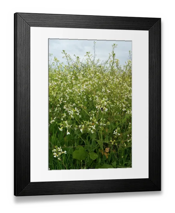 Framed Print : Sea radish (Raphanus raphanistrum maritimus) growing as part of dune revegetation by Isles of Scilly Wildlife Trust, St Mary's, Isles of Scilly, UK. May Framed Print : Sea radish (Raphanus raphanistrum maritimus) growing as part of dune revegetation by Isles of Scilly Wildlife Trust, St Mary's, Isles of Scilly, UK. May