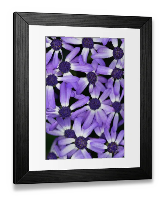 Framed Print : Cineraria (Pericallis hybrida) in flower, St Mary's, Isles of Scilly, UK. May Framed Print : Cineraria (Pericallis hybrida) in flower, St Mary's, Isles of Scilly, UK. May