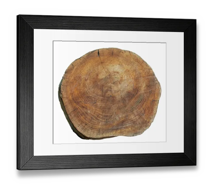 Framed Print : Cross section of Elm (Ulmus sp.) tree trunk, showing pattern of annual rings / tree rings / growth rings. June, 2024 Framed Print : Cross section of Elm (Ulmus sp.) tree trunk, showing pattern of annual rings / tree rings / growth rings. June, 2024