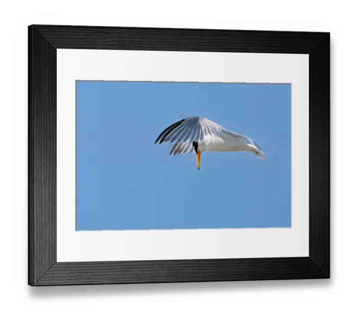 Framed Print : Little tern (Sternula albifrons) in breeding plumage, hovering above sea water, fishing, Zeeland, Netherlands. June Framed Print : Little tern (Sternula albifrons) in breeding plumage, hovering above sea water, fishing, Zeeland, Netherlands. June