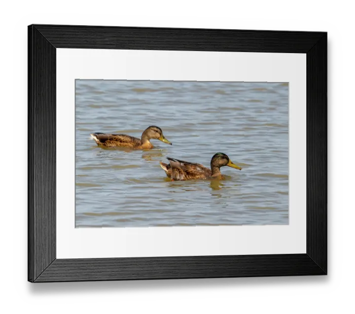 Framed Print : Mallards (Anas platyrhynchos) pair, in eclipse plumage, swimming along the North Sea coast in summer, Zeeland, Netherlands. July Framed Print : Mallards (Anas platyrhynchos) pair, in eclipse plumage, swimming along the North Sea coast in summer, Zeeland, Netherlands. July