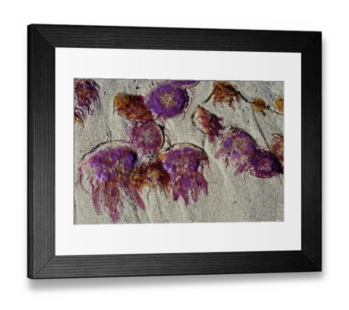 Framed Print : Mauve stinger jellyfish (Pelagia noctiluca) stranded on beach, St Martin's, Isles of Scilly, UK. September Framed Print : Mauve stinger jellyfish (Pelagia noctiluca) stranded on beach, St Martin's, Isles of Scilly, UK. September