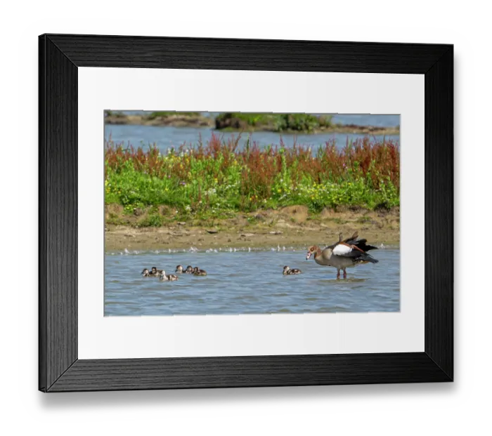 Framed Print : Egyptian goose (Alopochen aegyptiaca) with goslings swimming in pond in wetland, Zeeland, Netherlands. July Framed Print : Egyptian goose (Alopochen aegyptiaca) with goslings swimming in pond in wetland, Zeeland, Netherlands. July