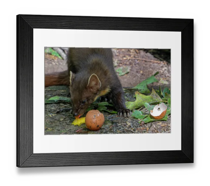Framed Print : European pine marten (Martes martes) eating egg yolk from broken chicken egg, Germany. June. Captive Framed Print : European pine marten (Martes martes) eating egg yolk from broken chicken egg, Germany. June. Captive