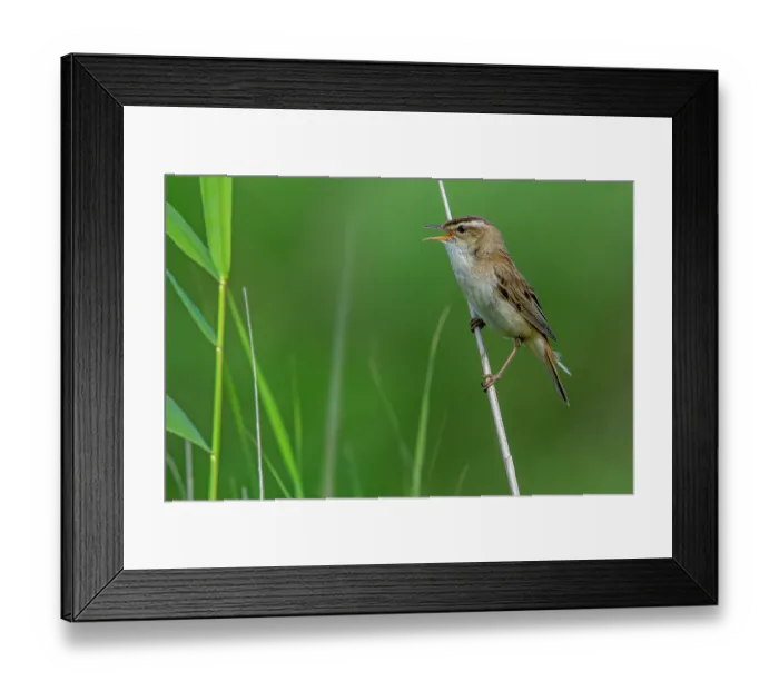 Framed Print : Sedge warbler (Acrocephalus schoenobaenus) perched on reed stem, calling, Zeeland, Netherlands. July Framed Print : Sedge warbler (Acrocephalus schoenobaenus) perched on reed stem, calling, Zeeland, Netherlands. July
