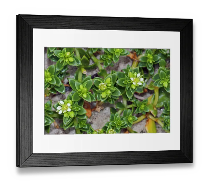 Framed Print : Sea sandwort (Honckenya peploides) in flower on beach, Bryher, Isles of Scilly, UK. May Framed Print : Sea sandwort (Honckenya peploides) in flower on beach, Bryher, Isles of Scilly, UK. May