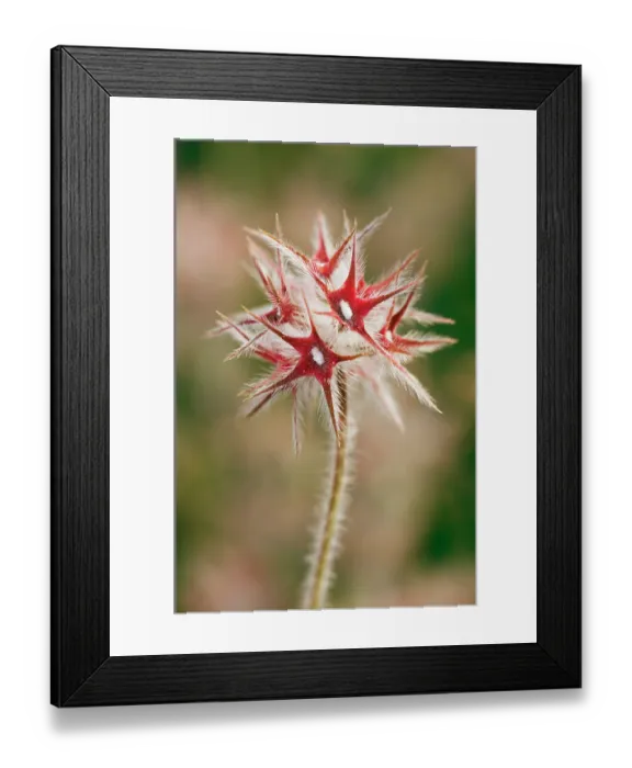 Framed Print : Starry clover (Trifolium stellatum) fruiting head with red calyx, Arta to Capdepera, Majorca, Balearic Islands. April Framed Print : Starry clover (Trifolium stellatum) fruiting head with red calyx, Arta to Capdepera, Majorca, Balearic Islands. April