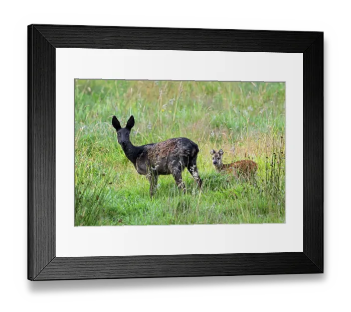 Framed Print : European roe deer (Capreolus capreolus) melanistic doe with fawn foraging in grassland, Belgium. July Framed Print : European roe deer (Capreolus capreolus) melanistic doe with fawn foraging in grassland, Belgium. July