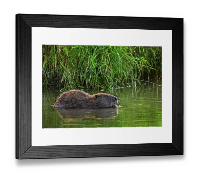 Framed Print : European beaver (Castor fiber) feeding on vegetation along reedbed in stream, Belgium. July Framed Print : European beaver (Castor fiber) feeding on vegetation along reedbed in stream, Belgium. July