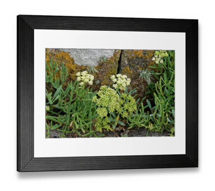 Framed Print : Rock samphire (Crithmum maritimum) growing round a lichen encrusted granite boulder on a beach, St Mary's, Isles of Scilly, UK. September Framed Print : Rock samphire (Crithmum maritimum) growing round a lichen encrusted granite boulder on a beach, St Mary's, Isles of Scilly, UK. September