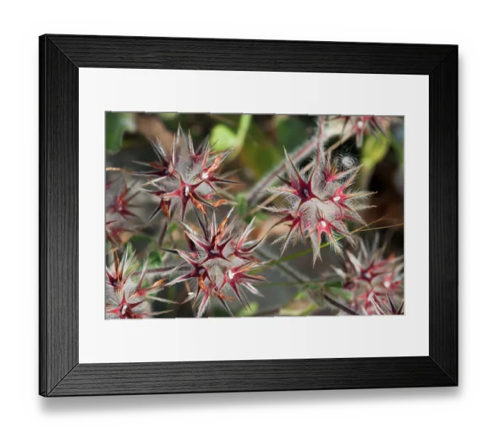 Framed Print : Starry clover (Trifolium stellatum) fruiting head with red calyx,  Arta to Capdepera, Majorca, Balearic Islands. April