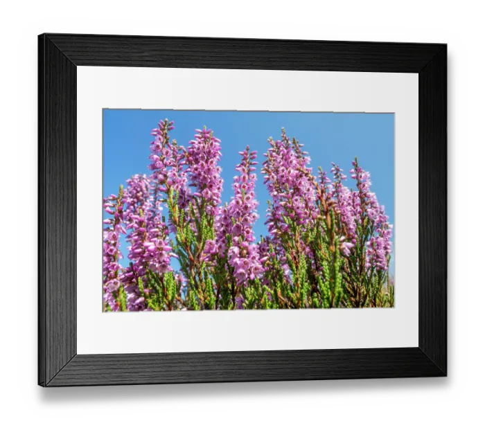 Framed Print : Common heather (Calluna vulgaris) in flower, Grenspark Kalmthout Heath nature reserve, Flanders, Belgium. August Framed Print : Common heather (Calluna vulgaris) in flower, Grenspark Kalmthout Heath nature reserve, Flanders, Belgium. August