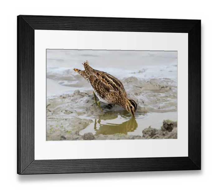 Framed Print : Common snipe (Gallinago gallinago) foraging in shallow water on mudflat along the North Sea coast in summer, Zeeland, Netherlands. August Framed Print : Common snipe (Gallinago gallinago) foraging in shallow water on mudflat along the North Sea coast in summer, Zeeland, Netherlands. August