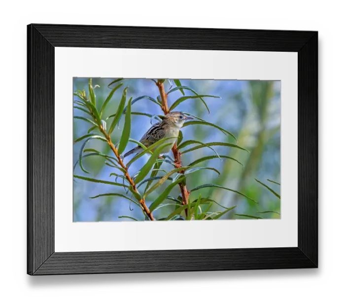 Framed Print : Zitting cisticola (Cisticola juncidis) perched in bush, Zeeland, Netherlands. August Framed Print : Zitting cisticola (Cisticola juncidis) perched in bush, Zeeland, Netherlands. August