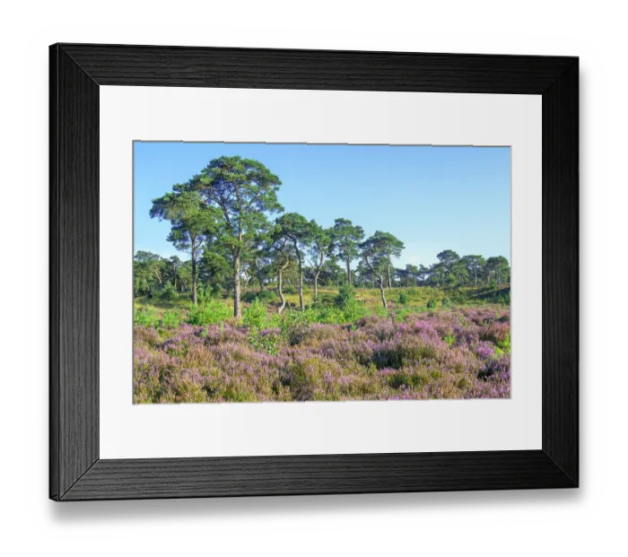 Framed Print : Scots pines (Pinus sylvestris) and flowering Common heather (Calluna vulgaris) in heathland, Grenspark Kalmthout Heath nature reserve in summer, Flanders, Belgium. August Framed Print : Scots pines (Pinus sylvestris) and flowering Common heather (Calluna vulgaris) in heathland, Grenspark Kalmthout Heath nature reserve in summer, Flanders, Belgium. August