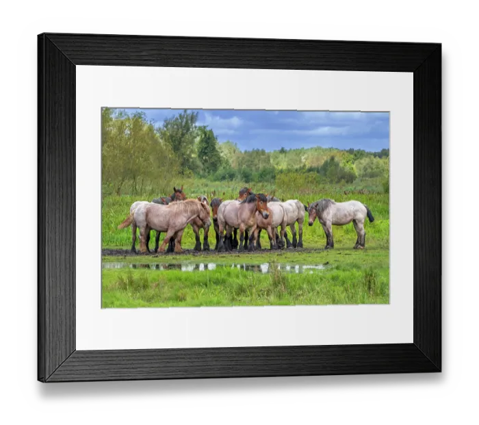 Framed Print : Herd of Ardennes draught horses resting in meadow of nature reserve, De Bourgoyen-Ossemeersen near Ghent, East Flanders, Belgium. August Framed Print : Herd of Ardennes draught horses resting in meadow of nature reserve, De Bourgoyen-Ossemeersen near Ghent, East Flanders, Belgium. August