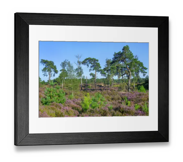 Framed Print : New shoots of Maritime pines (Pinus pinaster) in moorland with blooming Heather (Calluna vulgaris) in summer, Kalmthout Heath, Belgium. August Framed Print : New shoots of Maritime pines (Pinus pinaster) in moorland with blooming Heather (Calluna vulgaris) in summer, Kalmthout Heath, Belgium. August