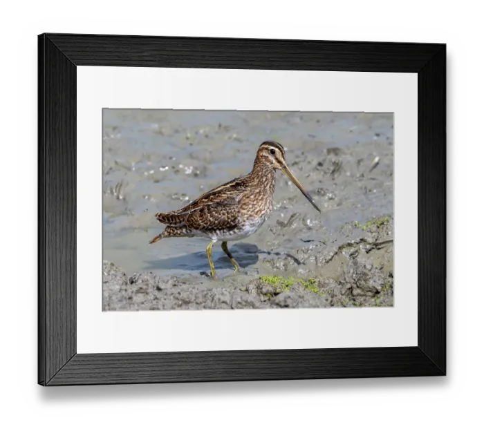 Framed Print : Common sandpiper (Actitis hypoleucos) foraging for invertebrates in muddy shore in wetland, Zeeland, Netherlands. August Framed Print : Common sandpiper (Actitis hypoleucos) foraging for invertebrates in muddy shore in wetland, Zeeland, Netherlands. August